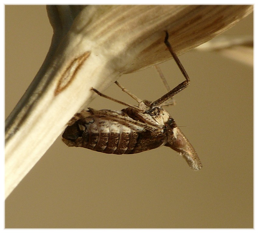 Bursinia cf. genei (Dictyopharidae)